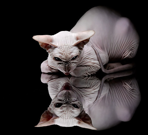 莱奥天才闪光引爆全场!勒沃库森战术风暴席卷委内瑞拉,一场降维打击背后的足球哲学